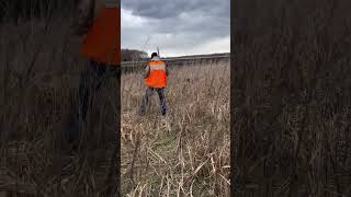 Pudelpointer training on pheasants [upl. by Nyvrem314]