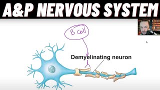 Oligodendrocytes vs Schwann Cells GuillainBarré Syndrome amp Multiple sclerosis MS Demyelination [upl. by Barbara]