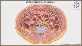 PARED ANTEROLATERAL DEL ABDOMEN [upl. by Etennaej]