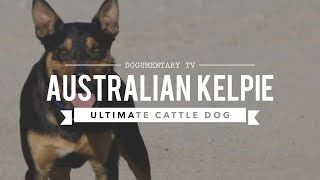 ALL ABOUT WORKING AUSTRALIAN KELPIES [upl. by Ruy901]