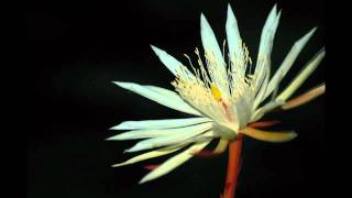 Kadupul Epiphyllum Flower Blooming HD [upl. by Leeth675]