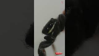 Exploring Ribbon Jumping Spider Under a Microscope [upl. by Jeannie440]