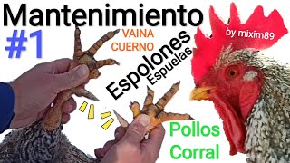 QUITAR ESPOLONES Pollos de Corral Mantenimiento Espolón o Espuelas by mixim89 [upl. by Brantley]