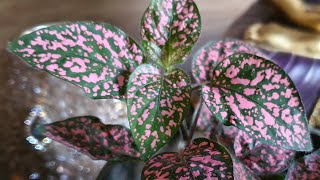 Hypoestes Pink Polka Dot Plant Care and Propagation [upl. by Ocicnarf]