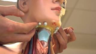 Clinical Examination  Head and Neck Lymph nodes [upl. by Sidnac]