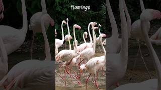 เสียงนก flamingo [upl. by Dnomsad]