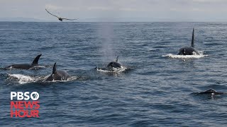 Group of orcas attack and sink vessels off Iberian Peninsula [upl. by Halilad489]