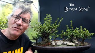 Pruning My Portulacaria afra Forest The Bonsai Zone July 2024 [upl. by Lirret364]