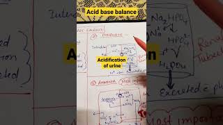 Acid base balanceacidification of urineshorts physiology mbbs [upl. by Attennyl]