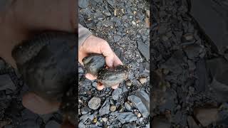 fossilhunting at sandsend whitby for Jurassic fossil ammonite nodules [upl. by Marv]