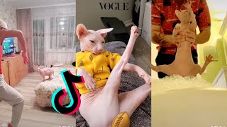 Funny Sphynx Cat😹 HAIRLESS CAT TIKTOK COMPILATION Part 2 [upl. by Nerual]