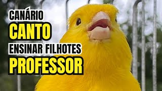 CANTO de canário BELGA professor para TREINAR filhote e ESQUENTAR fêmea [upl. by Gyimah]