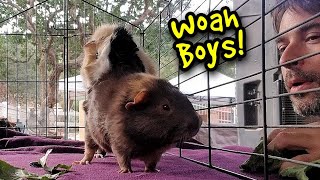 Boy Bonding LA Guinea Pig Rescue  Adoption Day [upl. by Olatha37]