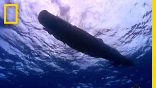 Sperm Whale Diving  National Geographic [upl. by Javed]