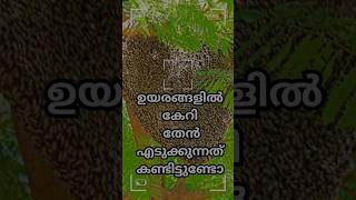 ഉയരങ്ങളിൽ നിന്ന് തേൻ എടുക്കുന്നത് honey honeycomb honey3 honeyworks honeybees honeytaste [upl. by Liamaj]