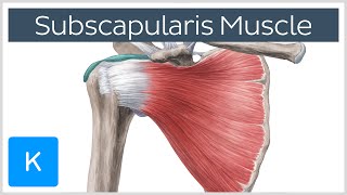 Subscapularis Muscle  Origin Insertion Innervation amp Action  Human Anatomy  Kenhub [upl. by Ellehcyt]