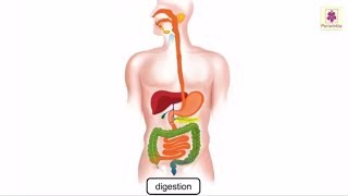 Digestion Process In Human Body Explained Through Animation  Science Grade 4  Periwinkle [upl. by Aitsirhc]