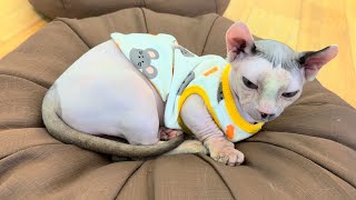 Sphynx Cats in a Cozy Outfit  Jen Pets [upl. by Phyllis]