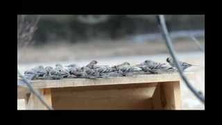 Redpoll Flock Feeding  Mar 15 2013 [upl. by Gipsy87]