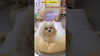 poodle funydog1010 shortsshorts funny viralvideo dog usadogs cutepuppy petslovers [upl. by Bartram]