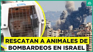 Guerra en Medio Oriente Rescatan animales de bombardeos en Israel [upl. by Vod]