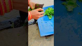 Saag bhaja recipe  sorisa saga  short video  rasmitavlogs [upl. by Yhtak313]