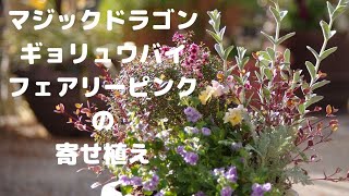 今年最後の寄せ植え ロフォミルタス・マジックドラゴン・ギョリュウバイ・ピティロディア・フェアリーピンク [upl. by Trey88]