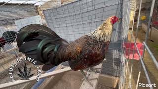 Gray henna available chicken gamefarm hennie gallosfinos gallos [upl. by Gloria122]