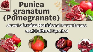 Dive into the World of the Incredible Punica granatum Pomegranate herbologyhaven fruit [upl. by Filberte177]