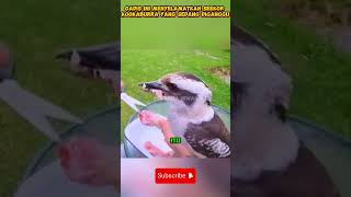 Kookabura Pembawa Kejutan shorts faktaunikhewan faktaduniahewan ceritahewan faktamenarikhewan [upl. by Mchail41]