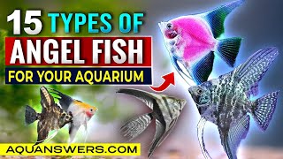 15 MustKnow Angelfish Types for Freshwater Aquariums  Stunning Fish for Your Tank [upl. by Pomeroy]