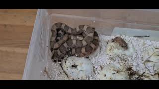 2021 Northern Mexican Pinesnakes are hatching Pituophis deppei jani [upl. by Kovacev605]