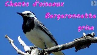 Chants doiseaux Chant de la Bergeronnette grise [upl. by Ber]