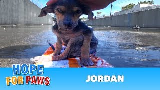 Brave little dog gets rescued from the river His recovery with Hope For Paws will inspire you dog [upl. by Laroc525]