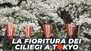 Lo spettacolo della FIORITURA DEI CILIEGI A TOKYO [upl. by Ezra]