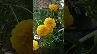 Marigold garden ensiklopediatanaman tagetes marigold [upl. by Gardener]