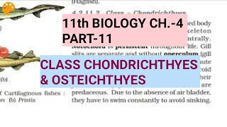 Class 11 BiologyCh4 Part11Class Chondrichthyes amp OsteichthyesStudy with Farru [upl. by Nonnarb]