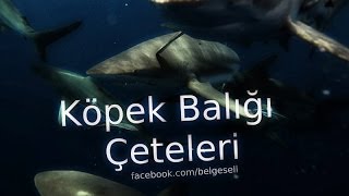 Nat Geo Wild  Köpek Balığı Çeteleri [upl. by Esten]