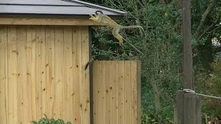 「リスザル」ボリビアリスザルの 敏捷な動き amp ジャンプ Bolivian Squirrel Monkey agility and jump [upl. by Lianna]