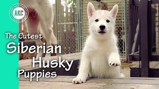 The Cutest Siberian Husky Puppies [upl. by Fredelia]