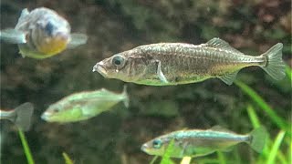 イトヨ Threespined Stickleback Gasterosteus aculeatus [upl. by Cullin]