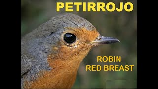 PETIRROJO  ROBIN RED BREAST  Erithacus rubecula [upl. by Peery]