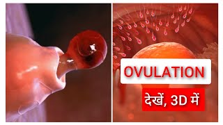 Ovulation and Menstrual Cycle Basics 3D in Hindi [upl. by Ikoek]