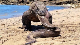 Komodo Dragon  Predator That Swallows Everything on its Way [upl. by Somerset]