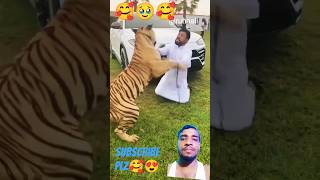 lion tiger animals cat pets dubailifestyle dubaisheikh cheetah shortsvideo youtubeshorts [upl. by Sandy]