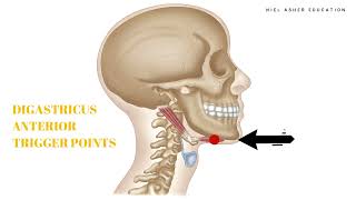 Trigger Point Anatomy  Digastricus [upl. by Starinsky]