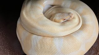 Albino Enchi het Clown ball python incubating her eggs [upl. by Fesoj]