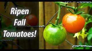 How To Ripen Your Green Fall Tomatoes  Two Easy Ways 2019 [upl. by Annairoc]