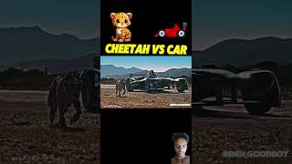 Chitta Vs car viralvideo youtubeshort animals trending [upl. by Placia]