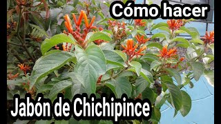 Cómo hacer jabón de chichipince [upl. by Leola]